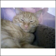 My cat Diego..., he's my baby!