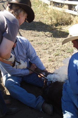 Branding on the cattle drive 09