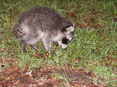BABY RACOON 4/26/09 IN MY FRONT YARD!