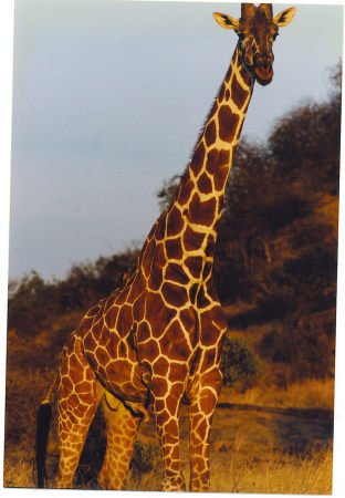 Reticulated Giraffe-Samburu-Kenya