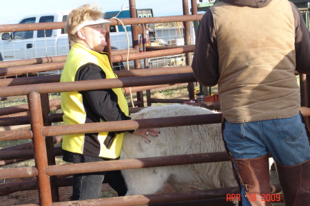 Pushing cattle for branding