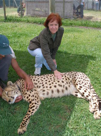 The Cheetah is a beautiful, amazing animal