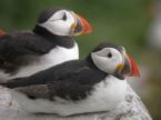 Puffins