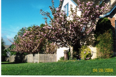 Kwainzin Trees in Bloom w/Chimney Pot Pansys