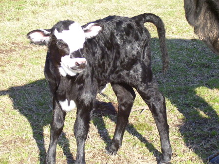 young calves