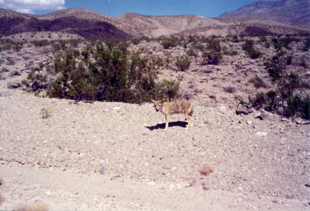 death valley ca.