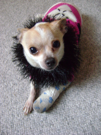 My dog, Dolly, with broken foot - Feb'10