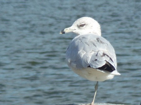 Seagull...HavreDeGrace ,Md.