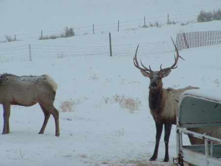 bull elk