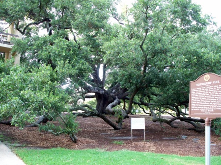 Friendship Oak, MS. Coast