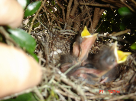 baby birds in our tree