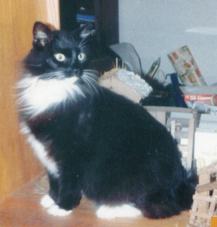 Sargeant Tibbs - kitty we lost about 2 yrs ago