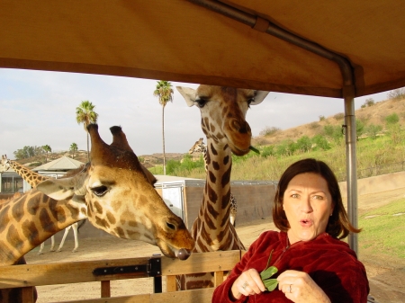 Fun with Giraffes at the Wild Animal Park