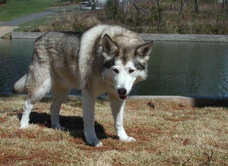 WolfDog 3ï¢18ï¢2009