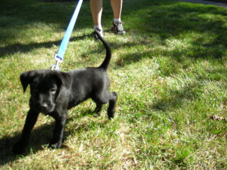 Tank 8wks 10-2009