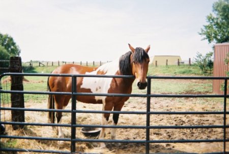 OUR HORSE BRANDY