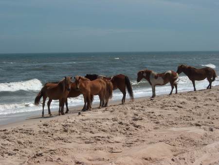 Assateague Horses