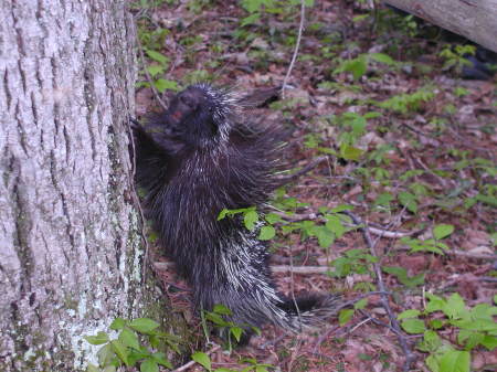 Porcupine near our house