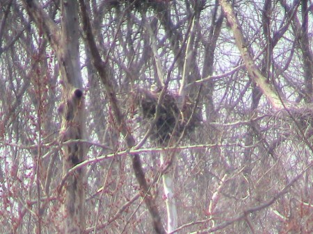 Bald Eagle on the nest Brecksville