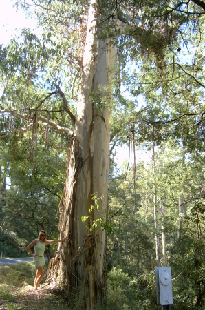 Me next to a box Gum/ Eucalyptus tree 100 ft