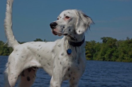 Chip English Setter #2