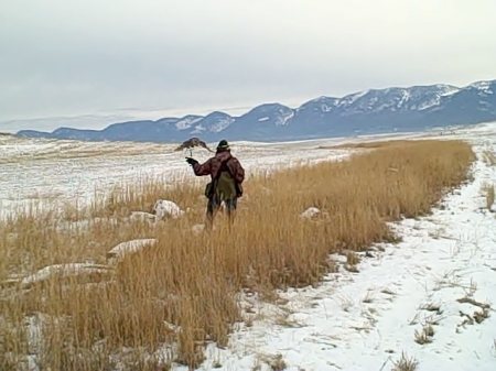 falconry hunt in Montana, photo #8