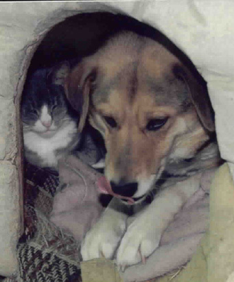 the dog and cat shell lay down n peace