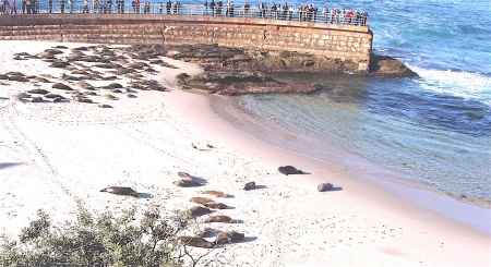 La Jolla Seal Cove