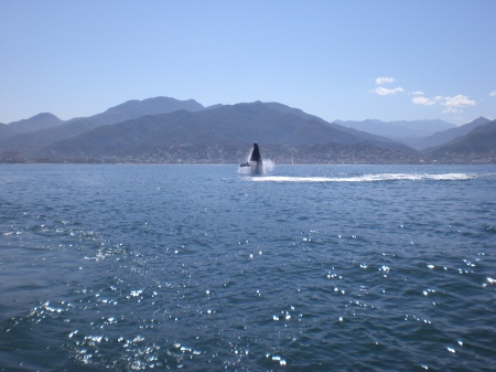 whale waching in the bay