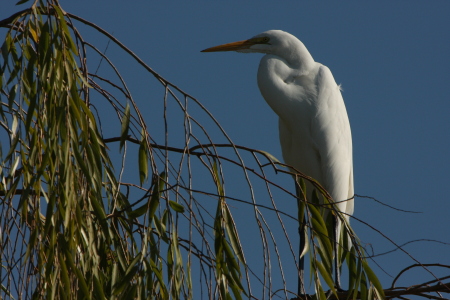 Snowy Egret, Treed