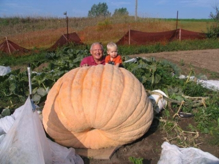 McCallum 989.5 lb pumpkin