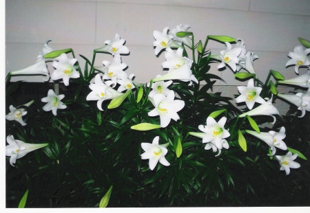 flowers 001