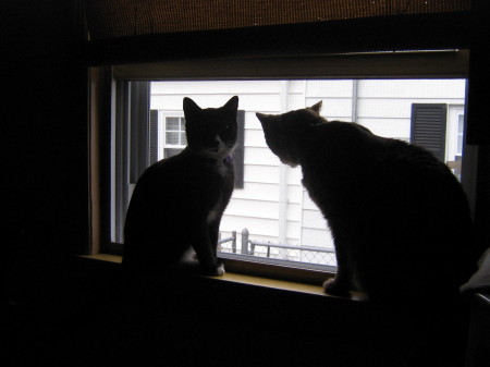 Dickie and Sissy Sox at the window