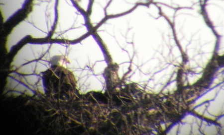 american bald eagle babies '05'