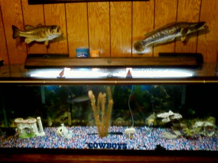 My Fish tank