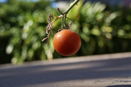 My last tomatoe