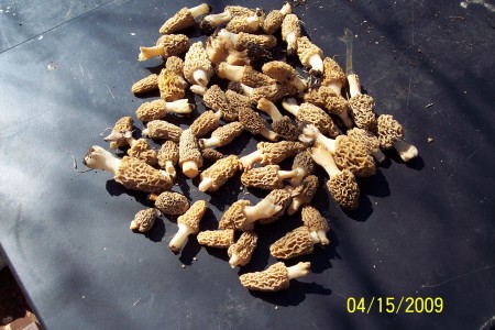 Missouri schrooms