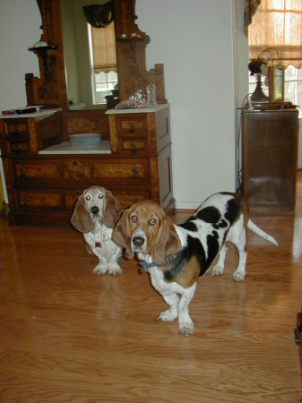 Nigel and Neville, my two Bassethounds.