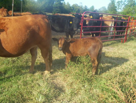 Jean-Rei's first calf