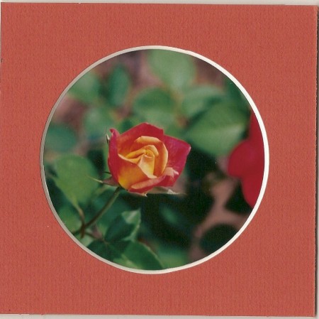 Scanned photo of a framed rose