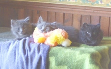 Bruno,Toby & Mitzer rescued tailless kittys