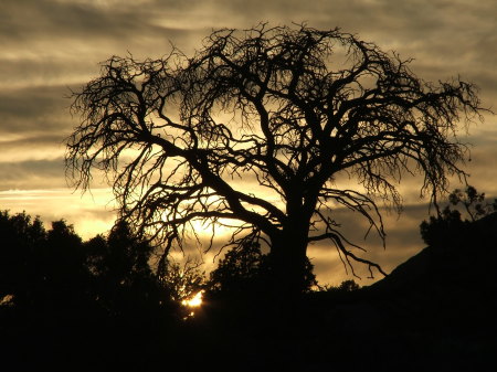 sunset with dead tree