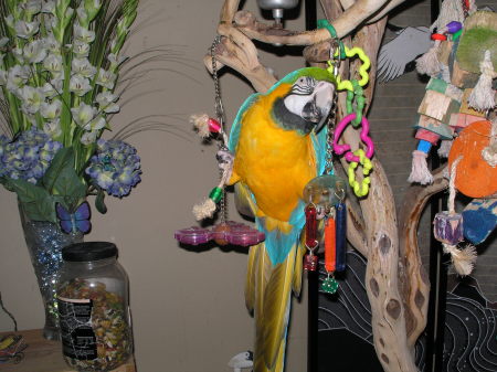 Merlin, the Macaw