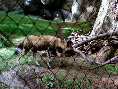 African wild Dogs 2