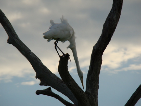 Great White Egret