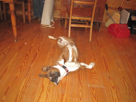 Our boxer Tyson. 2009