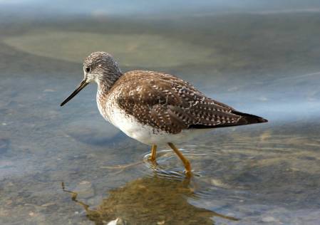 Lesser Yellowlegs