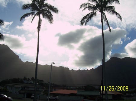 koolau range & coconut palm