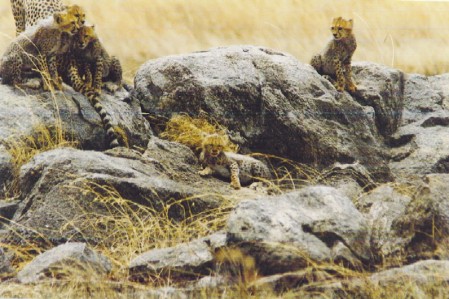 5 Cheetah Cubs-The Serengetti-Tanzania