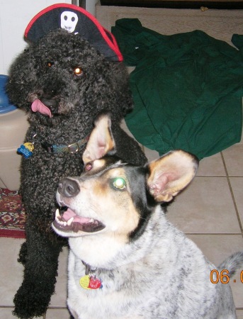 Blue And Aramis My Dogs